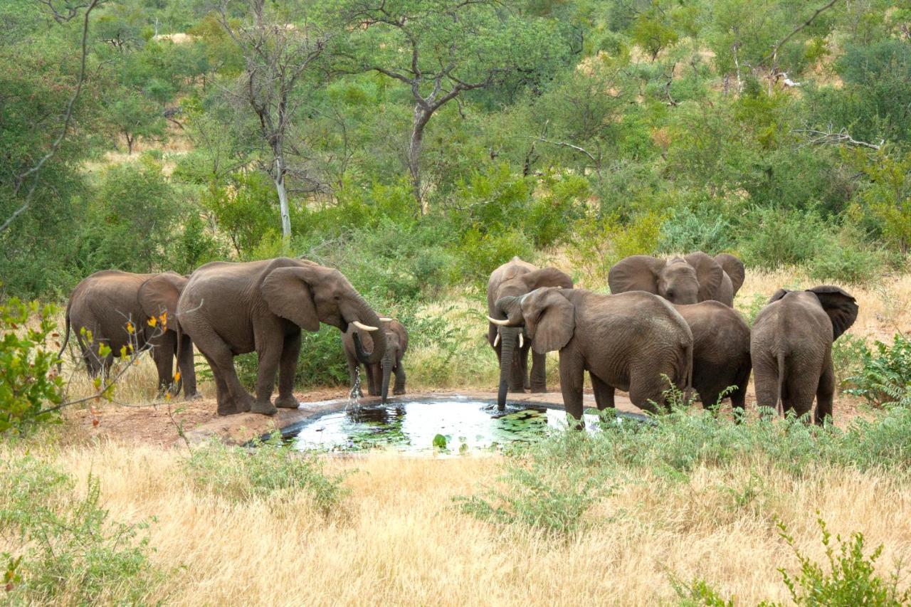 Casart Game Lodge Grietjie Game Reserve Exteriér fotografie